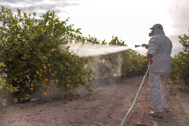 Best Rat Extermination Near Me  in Mount Vernon, WA