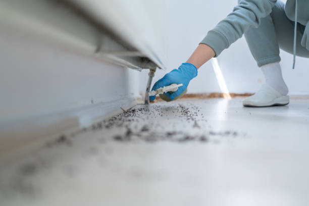 Wasp Removal Services in Mount Vernon, WA